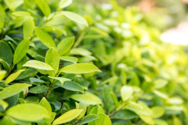 Taze çay bud ve yaprakları. Çay tarlaları. doğal yeşil bitkiler peyzaj, ekoloji, taze duvar kağıdı kavramı. yaprak yeşil doğa görünümü bulanık yeşil arka bahçesinde üzerinde.