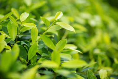 Taze çay bud ve yaprakları. Çay tarlaları. doğal yeşil bitkiler peyzaj, ekoloji, taze duvar kağıdı kavramı. yaprak yeşil doğa görünümü bulanık yeşil arka bahçesinde üzerinde.