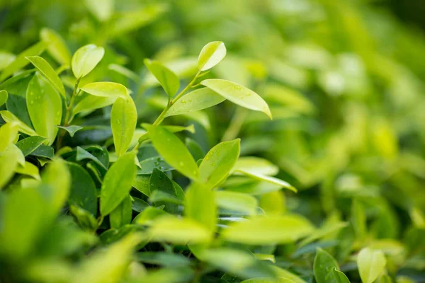 Taze çay bud ve yaprakları. Çay tarlaları. doğal yeşil bitkiler peyzaj, ekoloji, taze duvar kağıdı kavramı. yaprak yeşil doğa görünümü bulanık yeşil arka bahçesinde üzerinde.