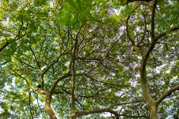 Sob Sombra Árvore Gigante Vista Fundo Pode Ser Usado Para — Fotografia de Stock