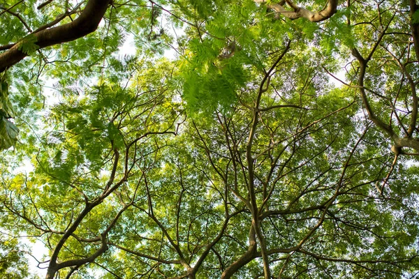 Under shade of giant tree from bottom view. can be use to natural background, wallpaper, template, screensaver. beautiful plant tree.