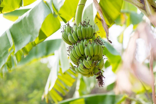 Concentre Broto Banana Árvore Com Fundo Campo Grama Verde Superfruta — Fotografia de Stock