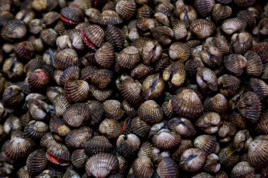 Pazarda taze cockle. Taze Cockles tayland taze deniz ürünleri pazarında buz üzerinde.