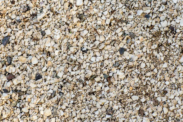 海岸の小さな貝殻の背景 ビーチで様々な小さなシェルヤードのテクスチャ シェルと小さな石を持つ背景テクスチャ海砂 — ストック写真
