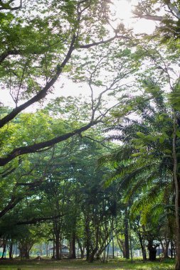 Devasa bir ağacın gölgesinde. Doğal arka plan, duvar kağıdı, şablon, ekran koruyucu olarak kullanılabilir. güzel bitki ağacı.