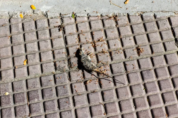 Foto Van Een Dode Muis Een Grijze Grond Dode Rat — Stockfoto