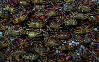 Tuzlu yengeç veya salamura yengeç grubu. Piyasada birçok taze siyah Ham küçük tatlı su yengeçler. Paslanmaz bir havzada tuzlu yengeç. Tayland sokak yemekleri. Tayland'da piyasada tuzlu yengeç top.