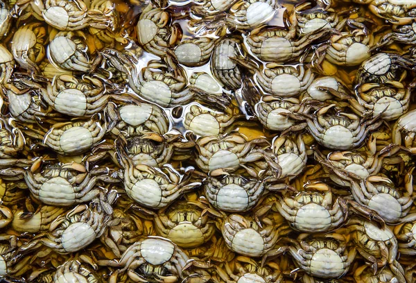 Die Gruppe Gesalzener Krabben Oder Eingelegter Krabben Viele Frische Schwarze — Stockfoto