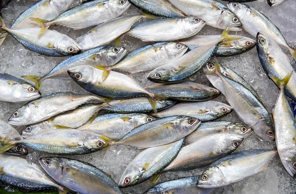 Fresh tuna fish in market.Fresh mackerel fish at the seafood market, Traditional fish in market. Soft focus
