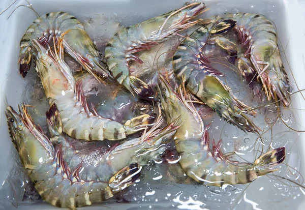 Penaeus monodon, giant tiger prawn or Asian tiger shrimp. black tiger prawns. Freshly caught big king tiger prawns shrimp on ice displayed at a fish market