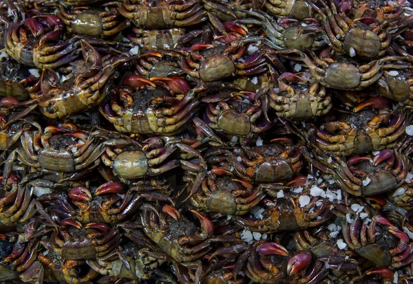 The group of Salted crab or pickled crab. Many fresh black Raw small freshwater crabs in the market. Salted crab in a stainless basin. Thai street food. Top  of salted crab on the market at Thailand.