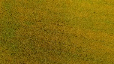 Pirinç ile organik hasat tarım yeşil genç filizile güzel çeltik tarlaları drone havadan görüntü. Su sezonunda güzel Teraslı pirinç tarlası görüntüsü drone fotoğraf çekmek.