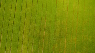 Pirinç ile organik hasat tarım yeşil genç filizile güzel çeltik tarlaları drone havadan görüntü. Su sezonunda güzel Teraslı pirinç tarlası görüntüsü drone fotoğraf çekmek.