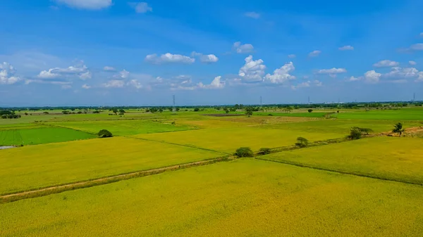 Pirinç ile organik hasat tarım yeşil genç filizile güzel çeltik tarlaları drone havadan görüntü. Su sezonunda güzel Teraslı pirinç tarlası görüntüsü drone fotoğraf çekmek.