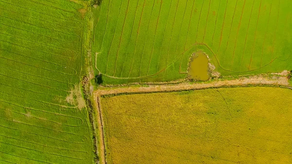 Аерофотозйомка Безпілотника Красивих Полів Зеленими Молодими Паростками Сільському Господарстві Органічного — стокове фото