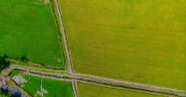 Аерофотозйомка Безпілотника Красивих Полів Зеленими Молодими Паростками Сільському Господарстві Органічного — стокове фото