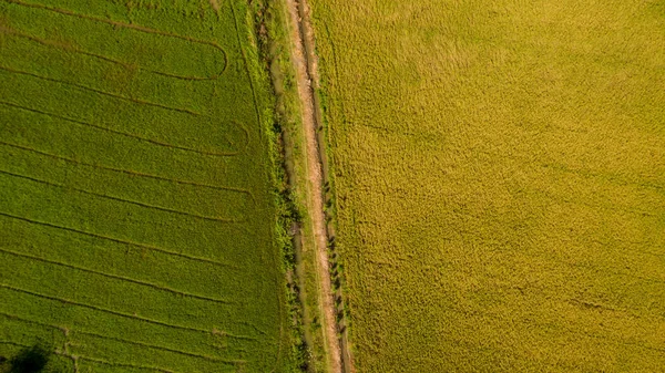鸟瞰从无人机拍摄美丽的稻田与绿色幼芽在农业有机收获与大米 水季美丽的梯田图像从无人机拍摄照片 — 图库照片