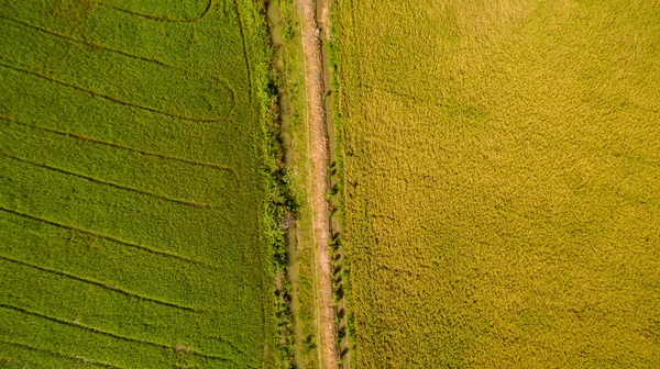 米と有機収穫の栽培で緑の若い芽と美しい水田のドローンから撮影した航空写真 水の季節の美しい棚田の画像は ドローンから写真を撮ります — ストック写真