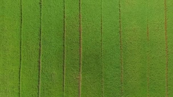 Luchtfoto Geschoten Van Drone Van Prachtige Rijstvelden Met Groene Jonge — Stockvideo