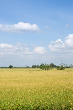 Mavi gökyüzü ile Çeltik yasemin pirinç alanı. Yeşil çeltik tarlasında pirinç genç kulak. Dağ sırası ve güzel mavi gökyüzü üzerinde taze teraslı pirinç alanı.