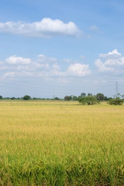Mavi gökyüzü ile Çeltik yasemin pirinç alanı. Yeşil çeltik tarlasında pirinç genç kulak. Dağ sırası ve güzel mavi gökyüzü üzerinde taze teraslı pirinç alanı.