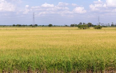 Mavi gökyüzü ile Çeltik yasemin pirinç alanı. Yeşil çeltik tarlasında pirinç genç kulak. Dağ sırası ve güzel mavi gökyüzü üzerinde taze teraslı pirinç alanı.
