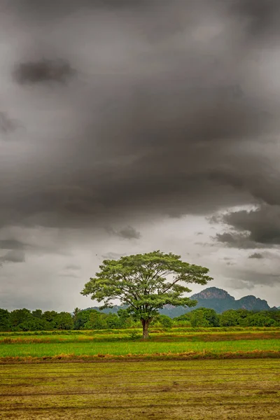 Alone tree in the storm on meadow. Tree in full leaf in summer standing alone in a field against a steel grey stormy sky.Tree in field with Clouds during rainstorm