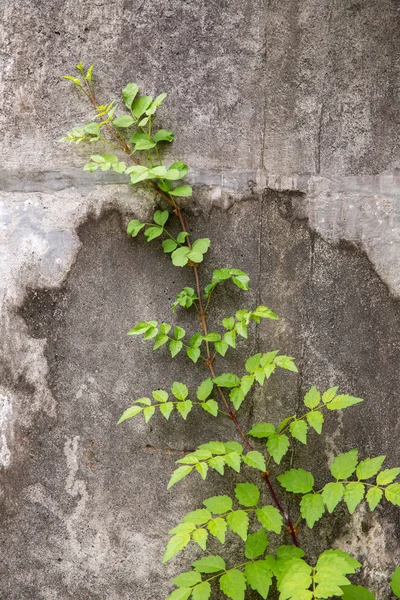 Creeper plant on a wall, Stock image