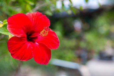 Yeşil bir arka plan üzerinde kırmızı ebegümeci çiçek. Kraliçe Sirikit Botanik Bahçesi'nde bebek ebegümeci çiçek tropikal bahçede.