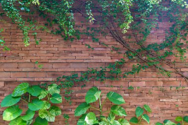 Bitki duvarı, bitki duvarı, doğal yeşil duvar kağıdı ve arka plan. Doğa duvarı.