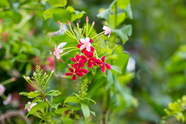 Kırmızı tükürük çiçeği. Botanik bahçesinde kırmızı snapdragon kapatın. arka plan, duvar kağıdı ve kopyalama alanı için görüntü.