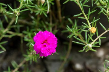Çiçek bahçede Ortak Purslane, Verdolaga, Pigweed, Little Hogweed, Portulaca, güneş bitki veya Pusley denir. Portulaca oleracea bahçede çiçek açıyor.