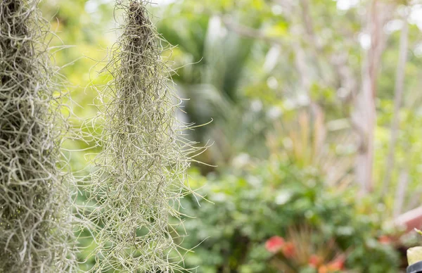 Natural 'curtain' formed by Spanish moss. Spanish moss close up. Grey natural background. Tillandsia usneoides nature blurred background. Tillandsia usneoides Is a plant in the pineapple family.