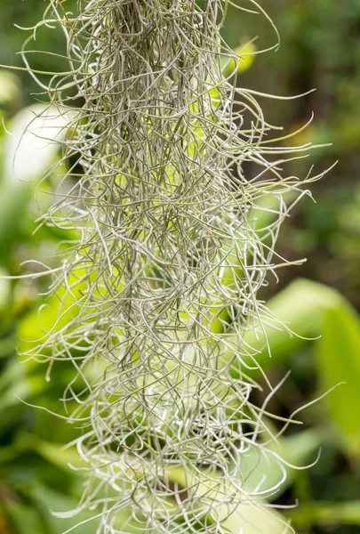 Natural 'curtain' formed by Spanish moss. Spanish moss close up. Grey natural background. Tillandsia usneoides nature blurred background. Tillandsia usneoides Is a plant in the pineapple family.