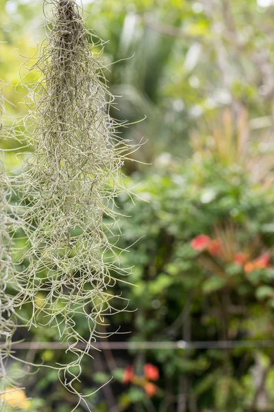 Natural \'curtain\' formed by Spanish moss. Spanish moss close up. Grey natural background. Tillandsia usneoides nature blurred background. Tillandsia usneoides Is a plant in the pineapple family.