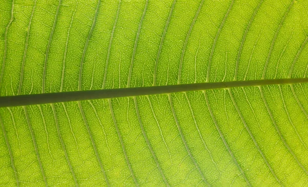 Feuilles Vertes Fond Gros Plan Une Feuille Une Feuille Verte — Photo