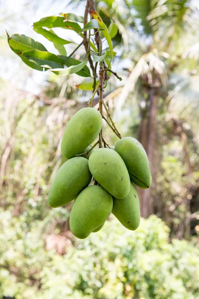 Green mango hanging,mango field,mango farm. Agricultural concept,Agricultural industry concept.Mangoes fruit on the tree in garden, Bunch of green ripe mango on tree in garden. Selective focus