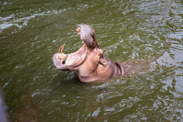 Hippo Otwartą Kagańcu Wodzie Hipopotama Lub Hipopotam Jest Duży Głównie — Zdjęcie stockowe
