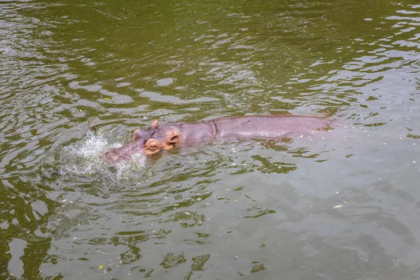 Hippo Otwartą Kagańcu Wodzie Hipopotama Lub Hipopotam Jest Duży Głównie — Zdjęcie stockowe