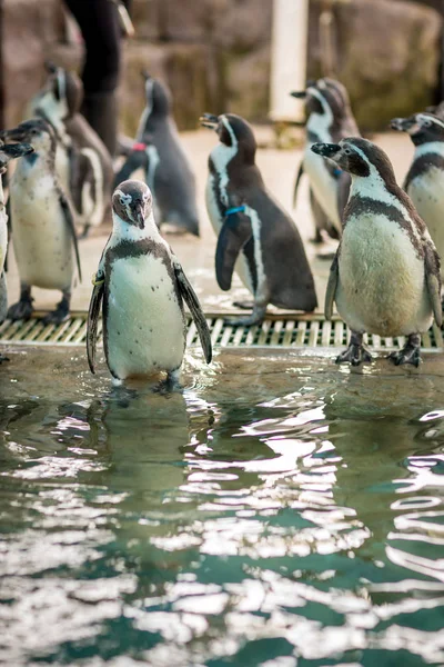Pequeños Pingüinos Pequeño Pingüino Azul Isla Del Pingüino — Foto de Stock