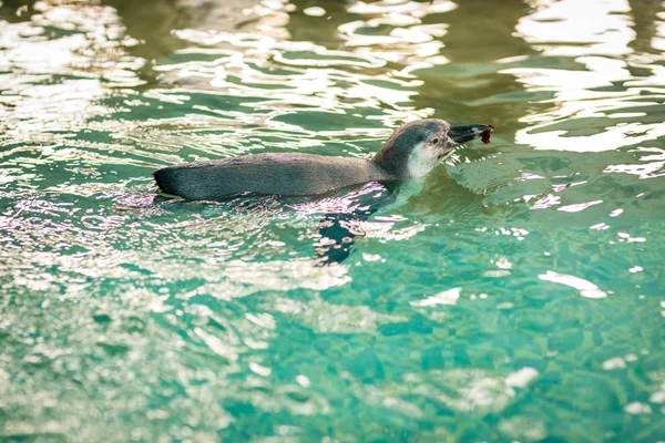 Pequeños Pingüinos Pequeño Pingüino Azul Isla Del Pingüino — Foto de Stock