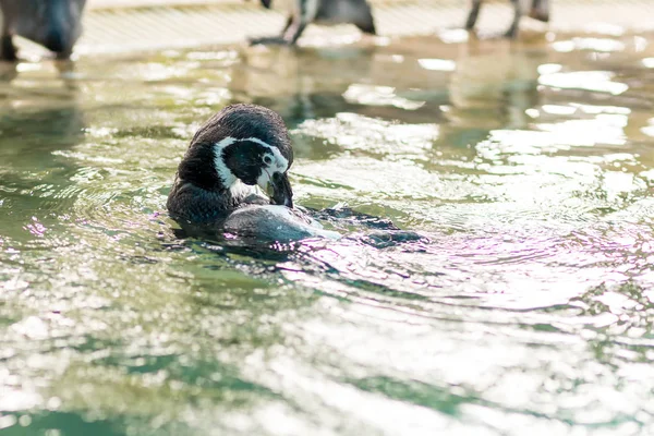 Pequeños Pingüinos Pequeño Pingüino Azul Isla Del Pingüino —  Fotos de Stock