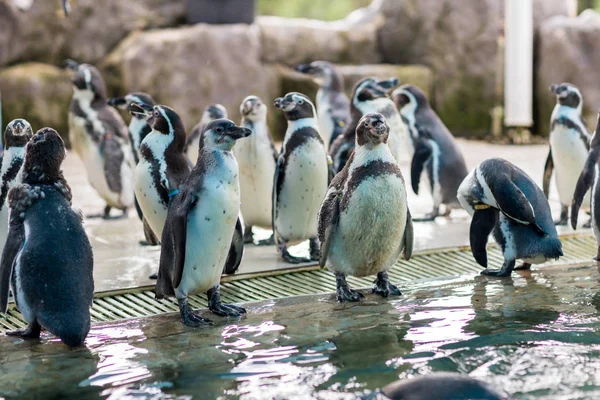 Pequeños Pingüinos Pequeño Pingüino Azul Isla Del Pingüino — Foto de Stock