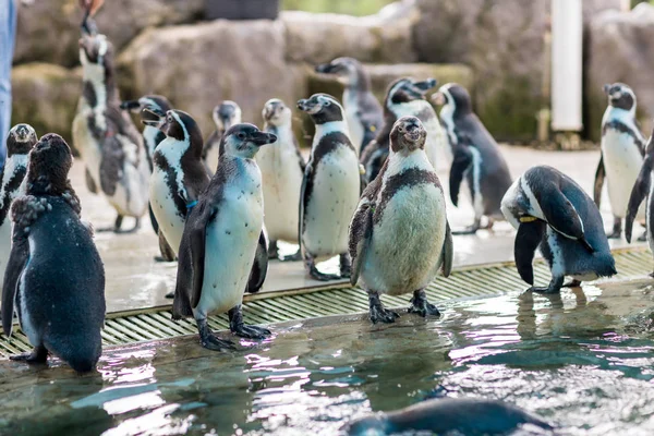 Pequeños Pingüinos Pequeño Pingüino Azul Isla Del Pingüino —  Fotos de Stock