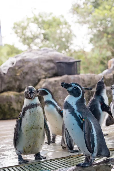 Pequeños Pingüinos Pequeño Pingüino Azul Isla Del Pingüino —  Fotos de Stock