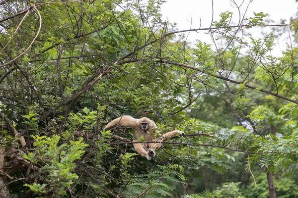 Weiße Gibbons Baum Weißes Handgibbon Das Ast Hängt Weißhandgibbon Springt — Stockfoto