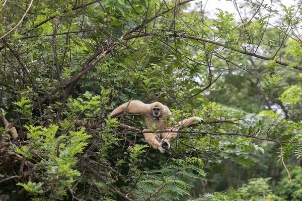 Weiße Gibbons Baum Weißes Handgibbon Das Ast Hängt Weißhandgibbon Springt — Stockfoto