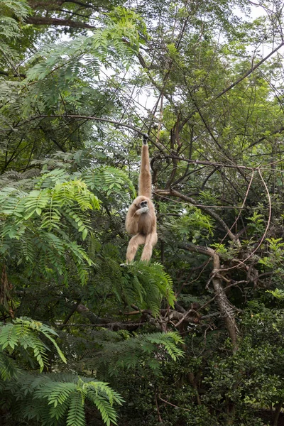 Weiße Gibbons Baum Weißes Handgibbon Das Ast Hängt Weißhandgibbon Springt — Stockfoto