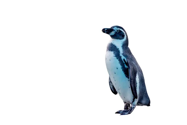 Pingüino Pequeño Sobre Fondo Negro Blanco — Foto de Stock