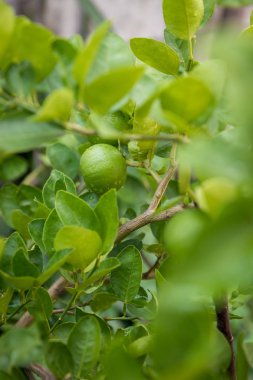 Limon ağacında yetişen yeşil limon. Ağaçta greyfurt var. Greyfurt, Pomelo. Ağacın arka planında büyük beyaz greyfurt çeşitleri. Tahiti kirecinin büyük bir limonu var. Ekşi meyve. 